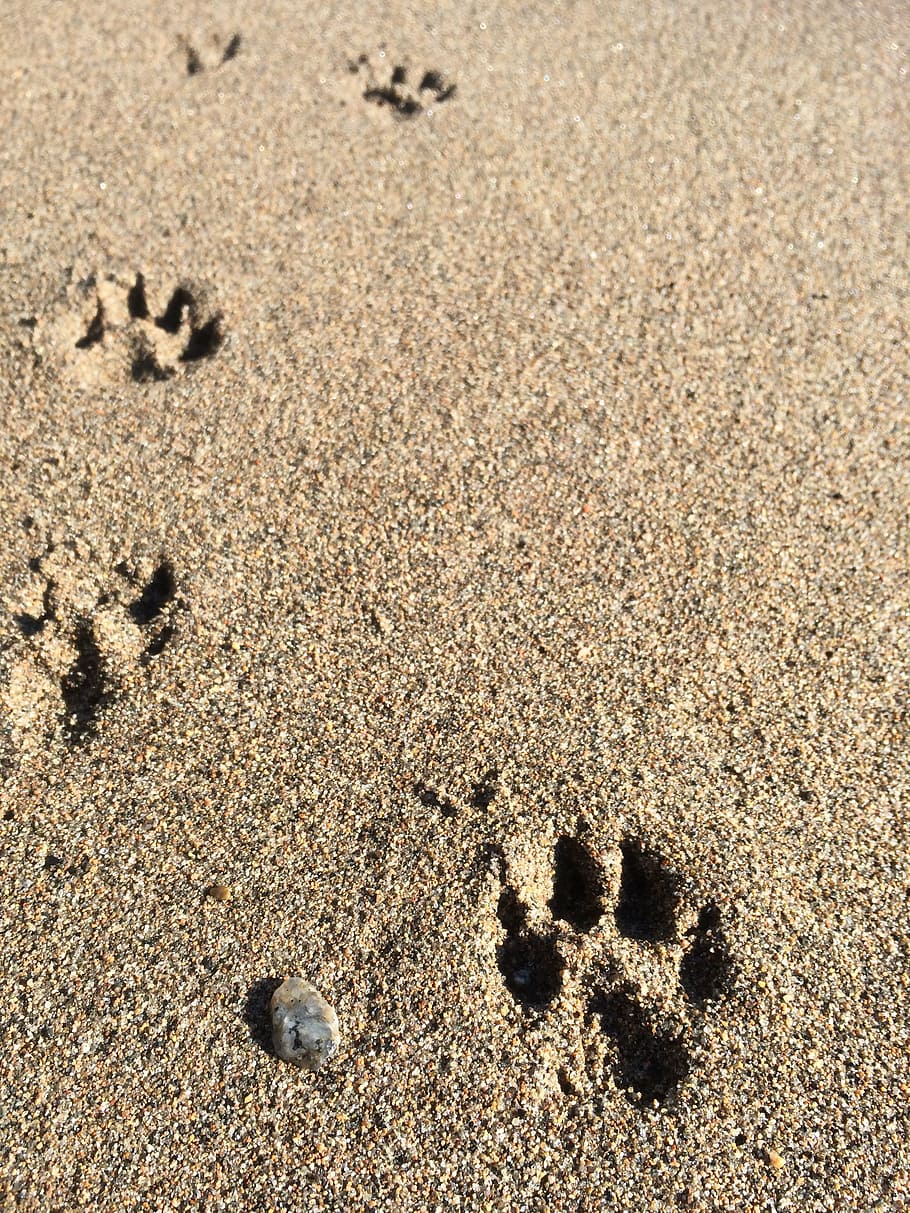 beach, dog, paws, trails, paw, sand, land, nature, footprint, high angle view