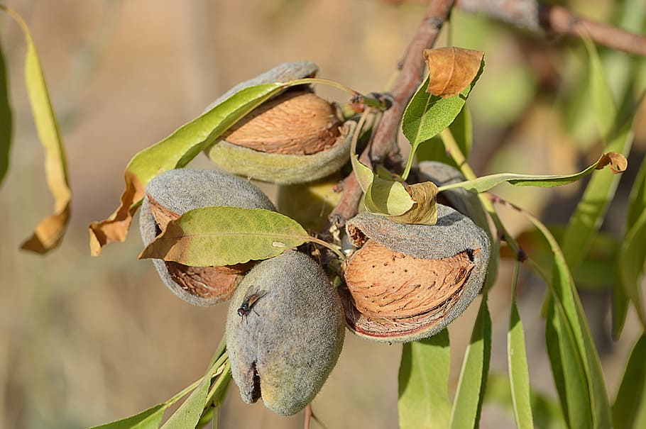 almonds, maturation, dried fruits, almond tree, agriculture, fruit, dry, plant, leaf, plant part