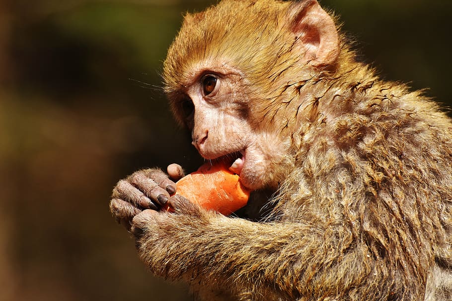 tilt shift lens photography, monkey, eating, carrot, barbary ape, eat, cute, endangered species, monkey mountain salem, animal
