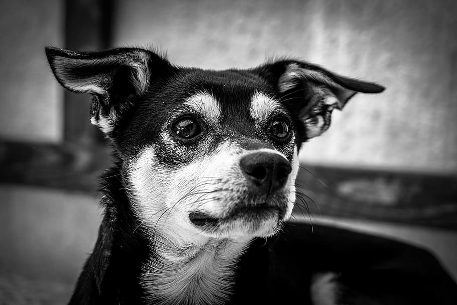grayscale, puppy, black and white, dog, pet, monochrome, animal, one animal, domestic animals, pets