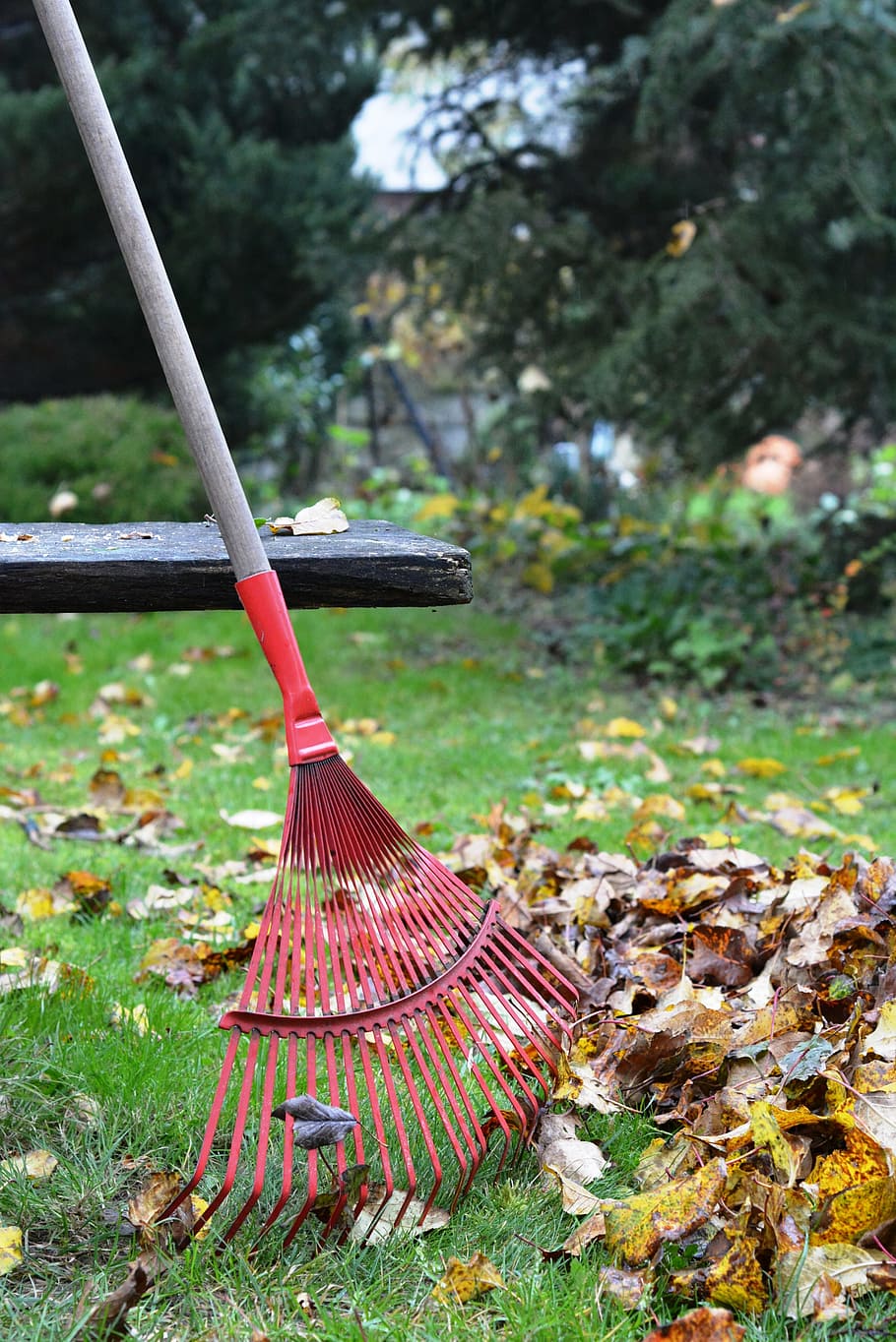rake, rob, raking, foliage, autumn, rake the leaves, cleaning, broom, nature, plant