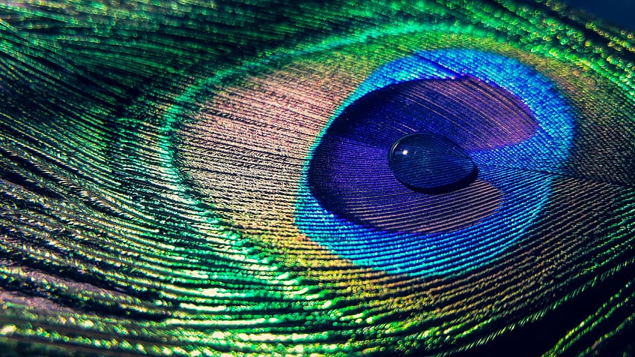 peacock feather, closed, photography, feather, water drop, colourful, peacock feathers, peacock, multi colored, bird