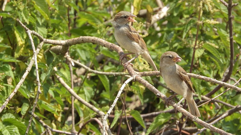 sparrows on a branch, sparrow, house sparrow, passer domesticus, the sparrows in the bushes, the birds in the bushes, birds on a branch, singing birds, sparrows, close up