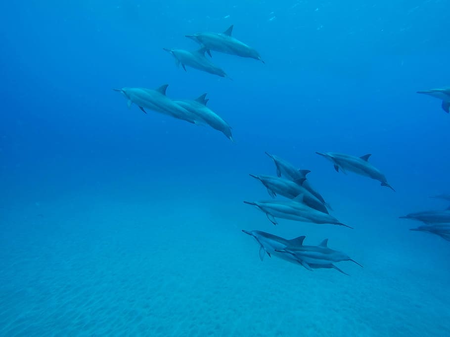 dolphins swimming underwater, school, dolphins, photograph, underwater, ocean, sea, blue, fish, undersea