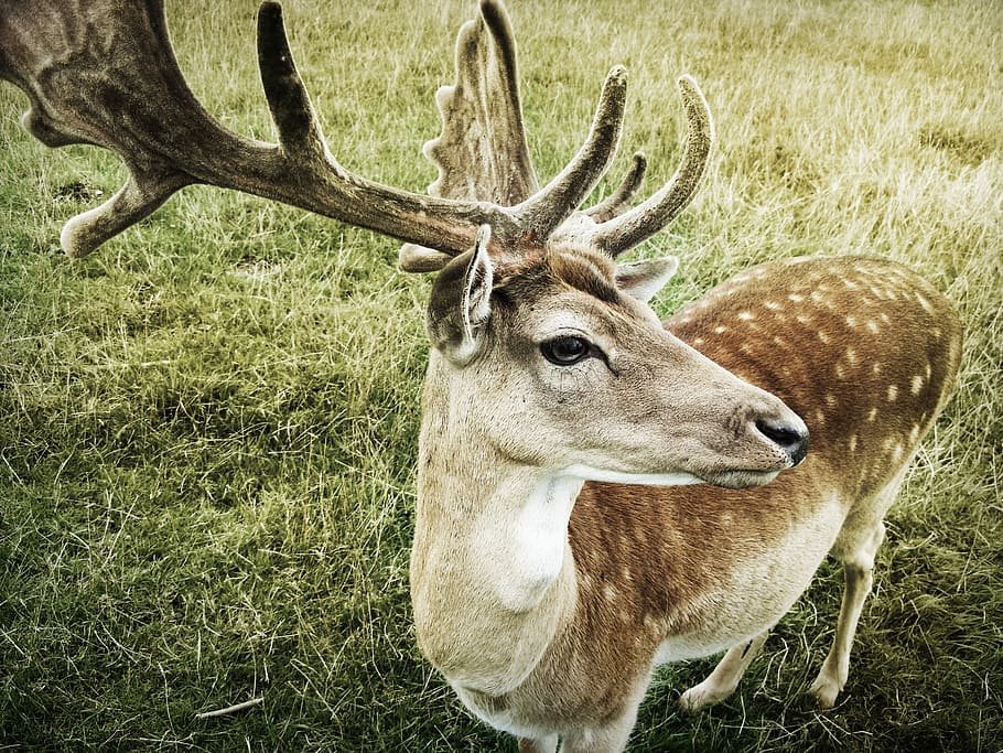 close-up photo, brown, deer, close-up, brown deer, animal, nature, antler, mammal, wildlife