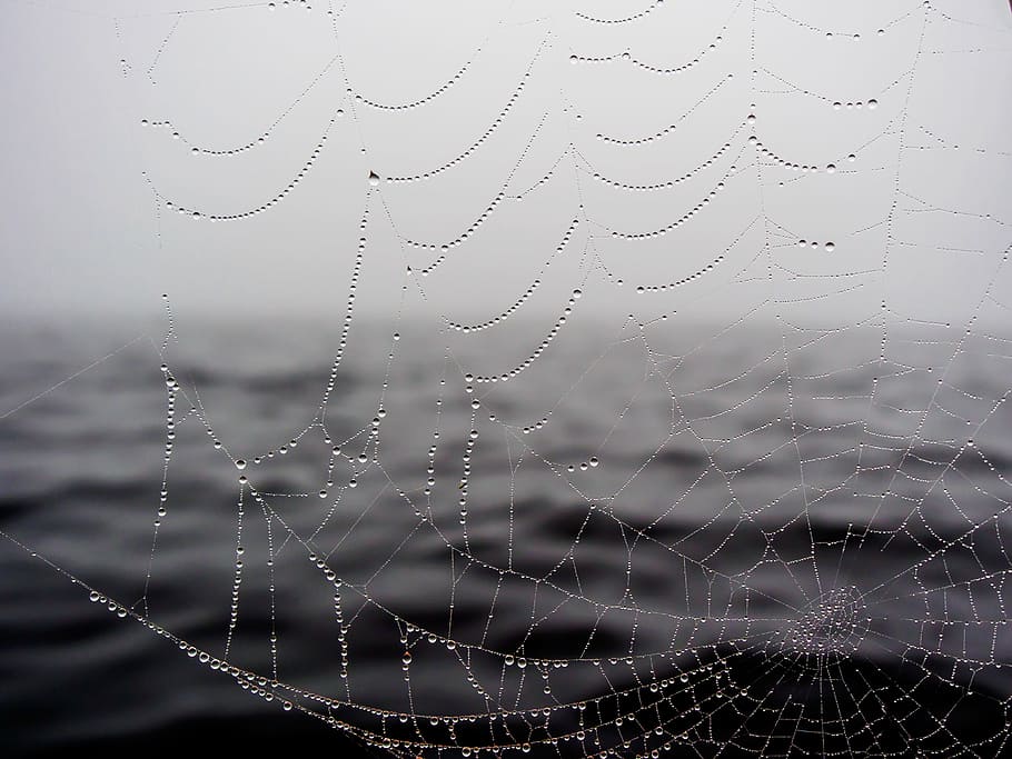 fechar, foto, teia de aranha, orvalho da água, aranha, teia, agua, gotas, escala de cinza, molhado
