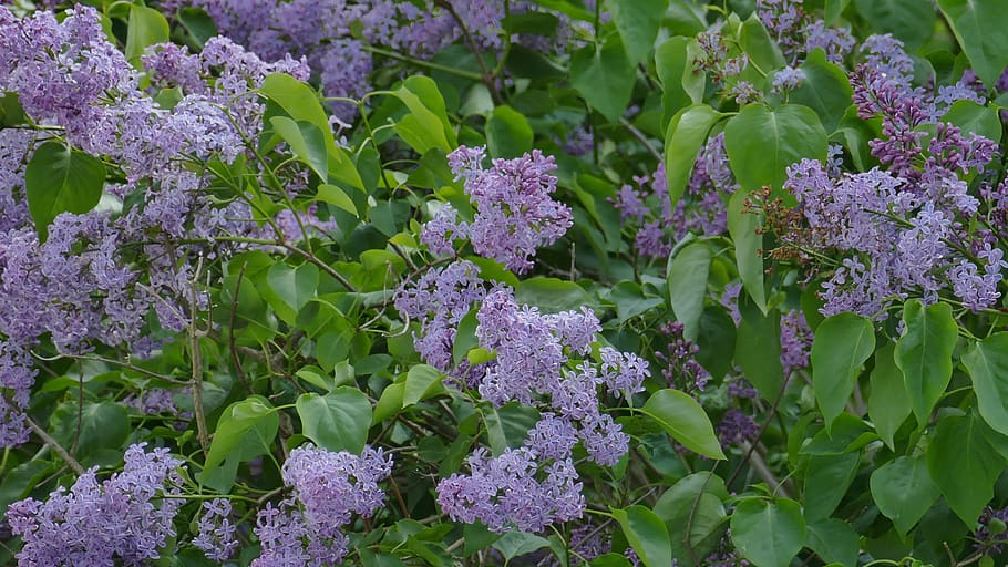 lilac, green, bush, nature, purple, garden, plant, close up, flowers, violet