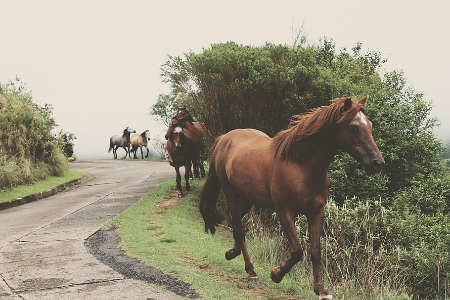 Paquete, caballo, caminar, lado, camino, lado del camino, animal, naturaleza, al aire libre, escena rural