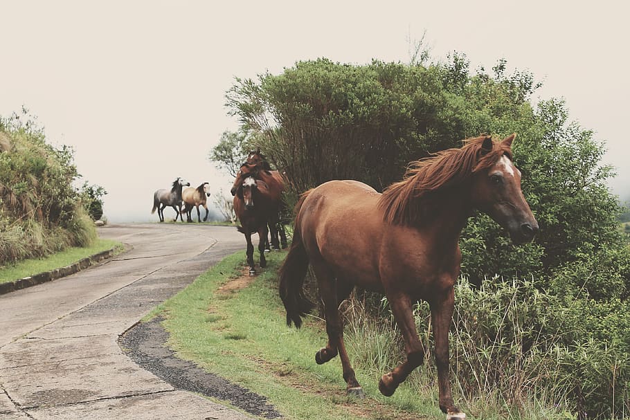 horse, animal, green, grass, trees, plant, outdoor, nature, road, travel