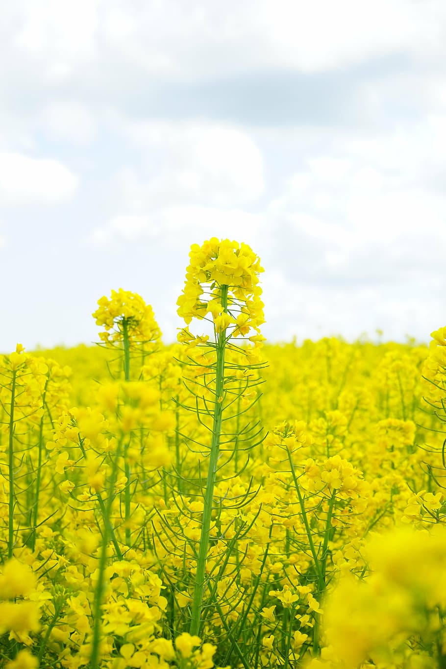 field of rapeseeds, blütenmeer, yellow, flowers, plant, nature, landscape, summer, rape blossom, spring