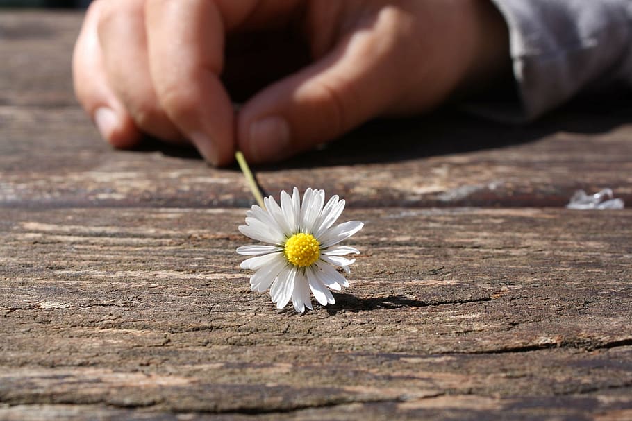 shallow, focus photography, white, flower, daisy, hand, connectedness, wood, table, luck