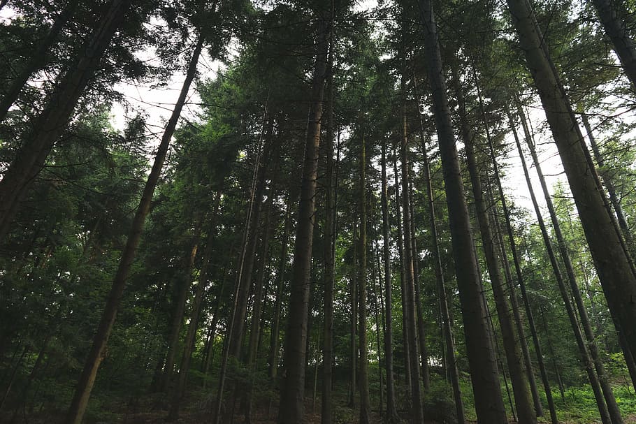 bajo, fotografía de ángulo, pinos, ángulo, foto, tres, troncos, durante el día, árboles, bosque