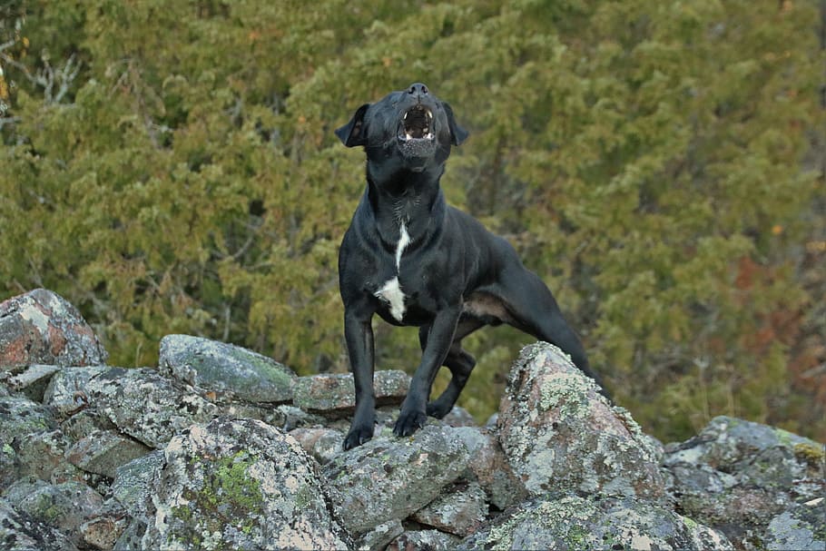 テリア, 犬, パターデールテリア, 黒, ペット, 動物, 秋, 吠える犬, 1匹の動物, 岩-オブジェクト
