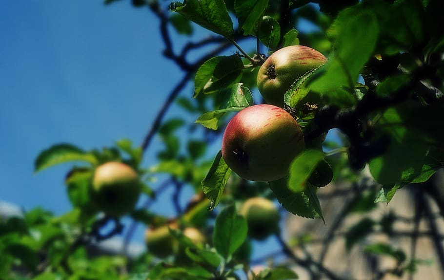 maçãs, macieira, árvores, natureza, jardim, plantas, frutas, alimentos, verde, vermelho
