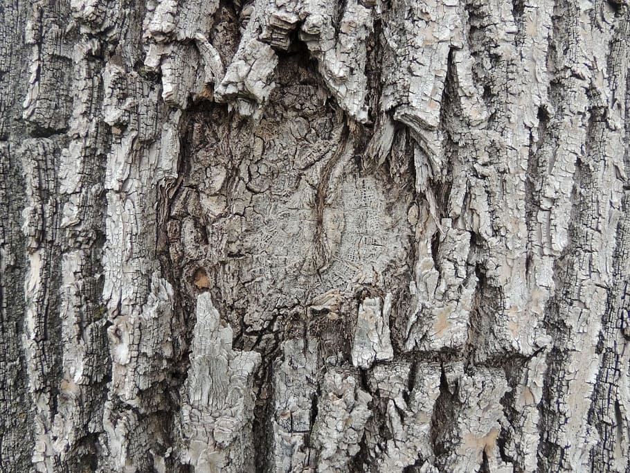 Tree, Bark, Texture, Gray, Knot, tree, bark, grey, knothole, brown, trunk