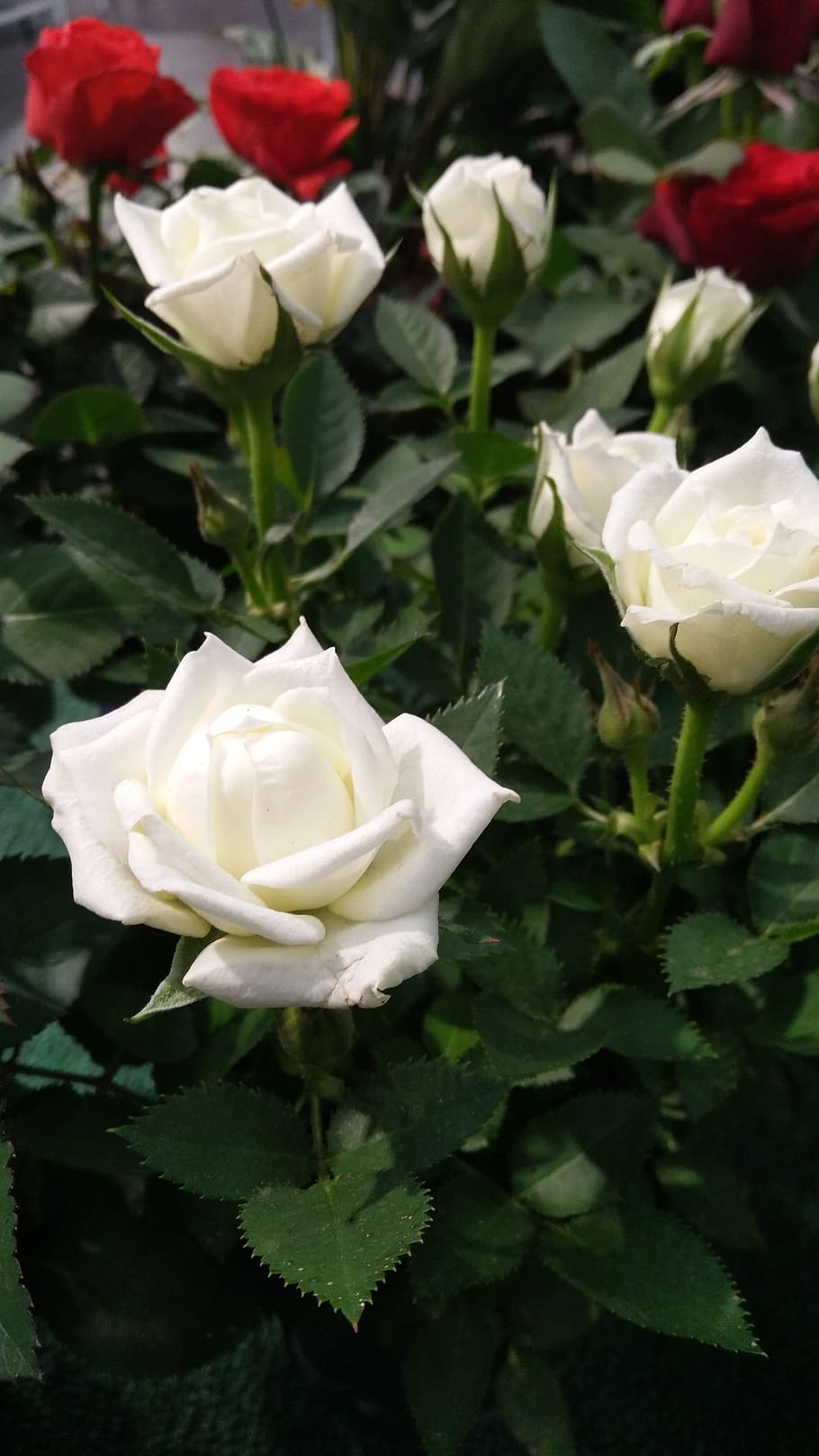 バラ 白いバラ 花 花びら ロマンス 葉 植物 顕花植物 自然の美しさ 白い色 Pxfuel