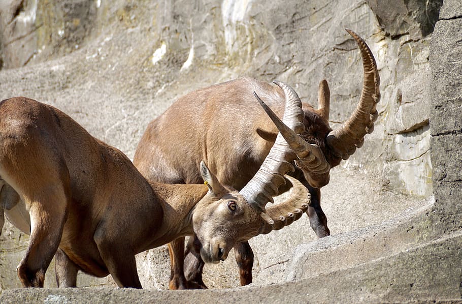 Ibex, Male, Horned, Mammal, Nature, horns, capricorn, alpine, mountains, alpine ibex