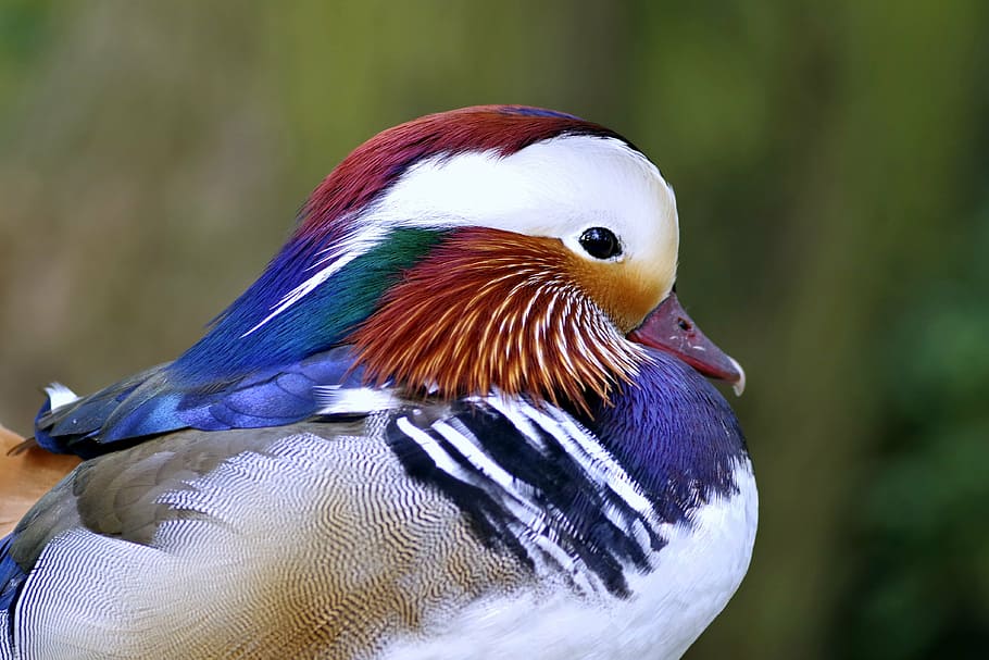 selective, focus photography, mandarin duck, mandarin, bird, duck, colored, dashing, hybrid, water bird