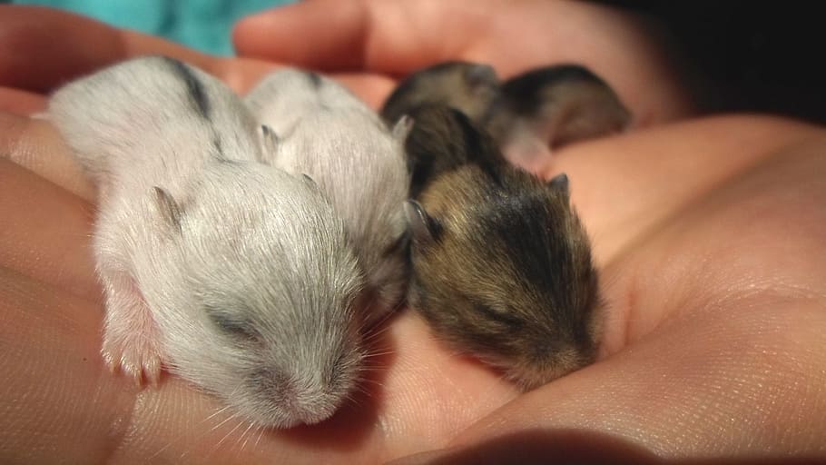 hamster pups, hamster, hamster puppies, white, gray, white hamster, pet, pets, rodent, hand