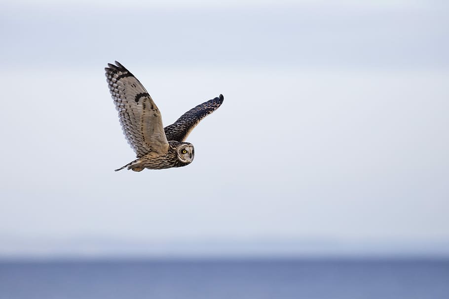 focus photography, barn owl, flying, daytime, focus, photography, birds, blue, gray, owls | Pxfuel