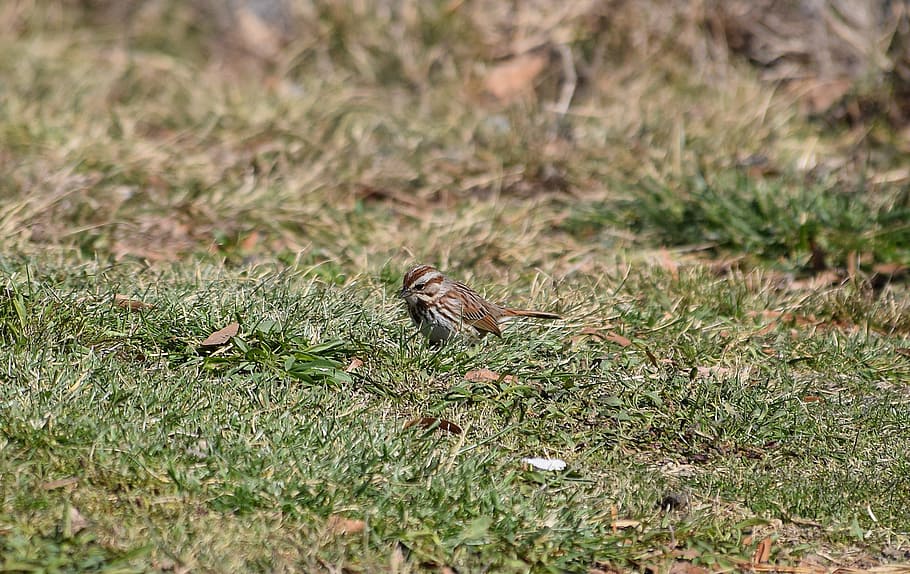 Song Sparrow, Pássaro, Animal, Primavera, procurando por comida, migrante, temas de animais, animais em estado selvagem, um animal, grama