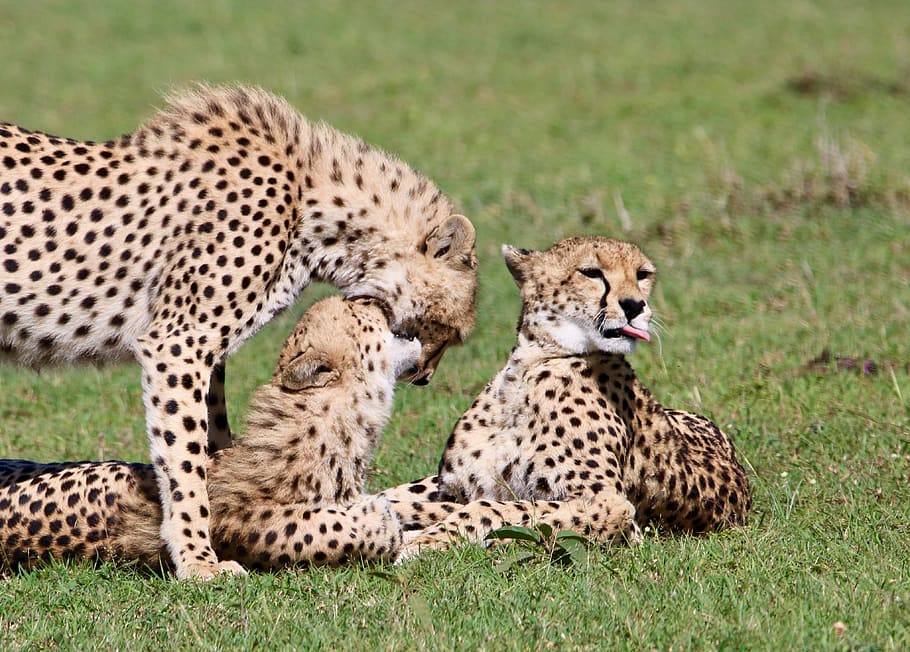 masai mara, predator, kucing besar, licik, hewan, kucing, satwa liar hewan, tema hewan, Cheetah, binatang di alam liar