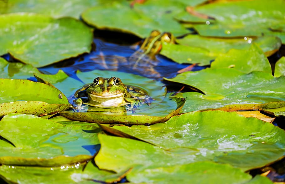 green, frog, lily pad, daytime, water frog, frog pond, amphibian, animal, green frog, pond