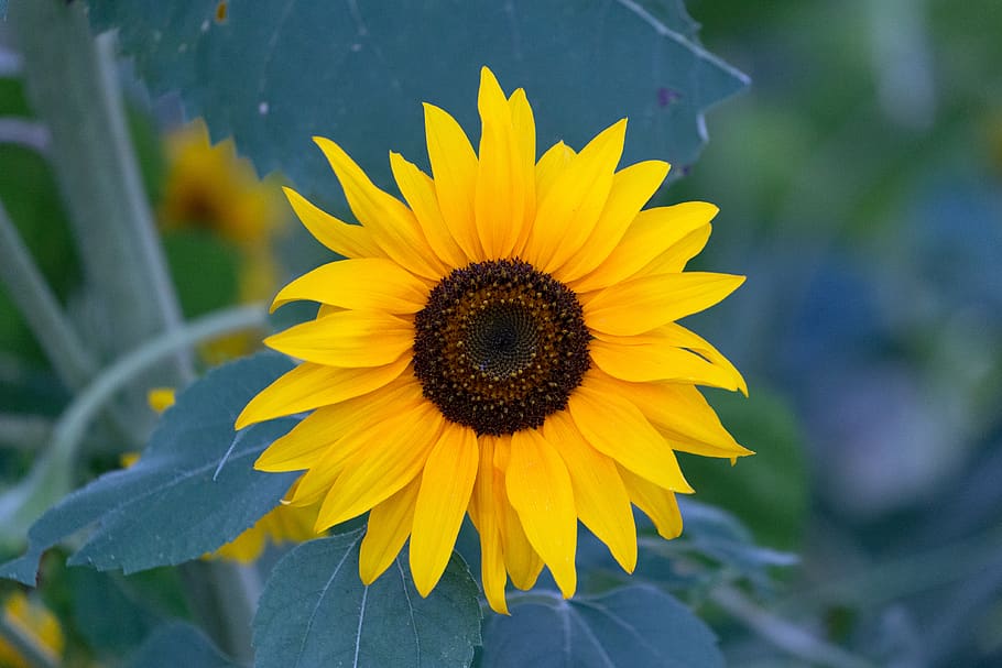 bright, yellow, sunflower, garden, spring, leaves, organic, nature, outdoors, environment