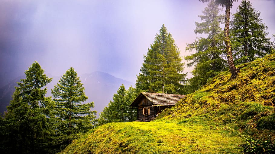 house, mountain, surrounded, trees, alpine hut, hiking, hut hike, lonely, tree, fog