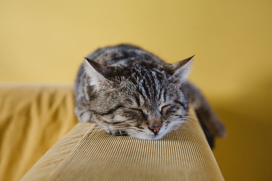 gato, lindo, animal, sofá, durmiendo, descanso, negro, bokeh, desenfoque, pared