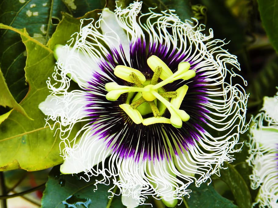 passion fruit, flower, nature, flowers, beauty, green, ramos, flowering plant, vulnerability, fragility