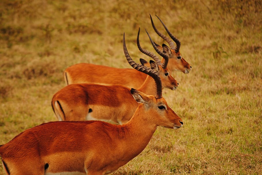 Kenya, Savannah, Mara, Roe, mamalia, fauna, afrika, tanduk, hewan di alam liar, hewan liar