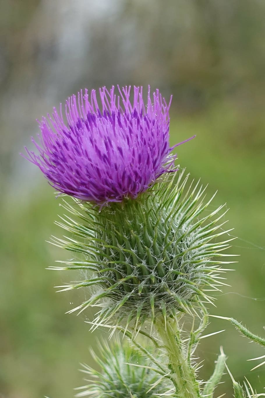 アザミ マクロ 花 スコッチ スコットランド 雑草 紫 イラクサ 植物 フローラル Pxfuel