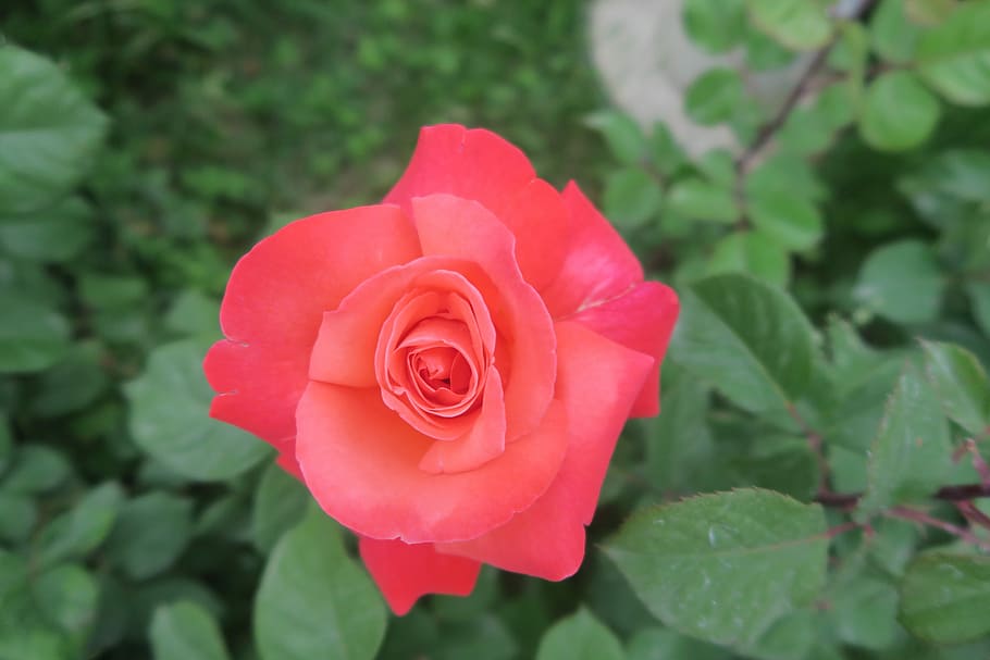 rose, the rose garden, nature, rose pictures, plant, flower, flowering plant, beauty in nature, petal, fragility