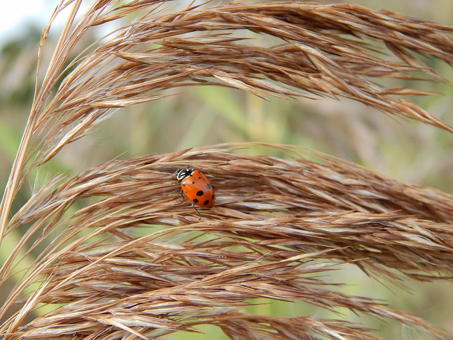 lady bug, wheat, brown, ladybug, insect, grass, foliage, country, animal themes, beetle