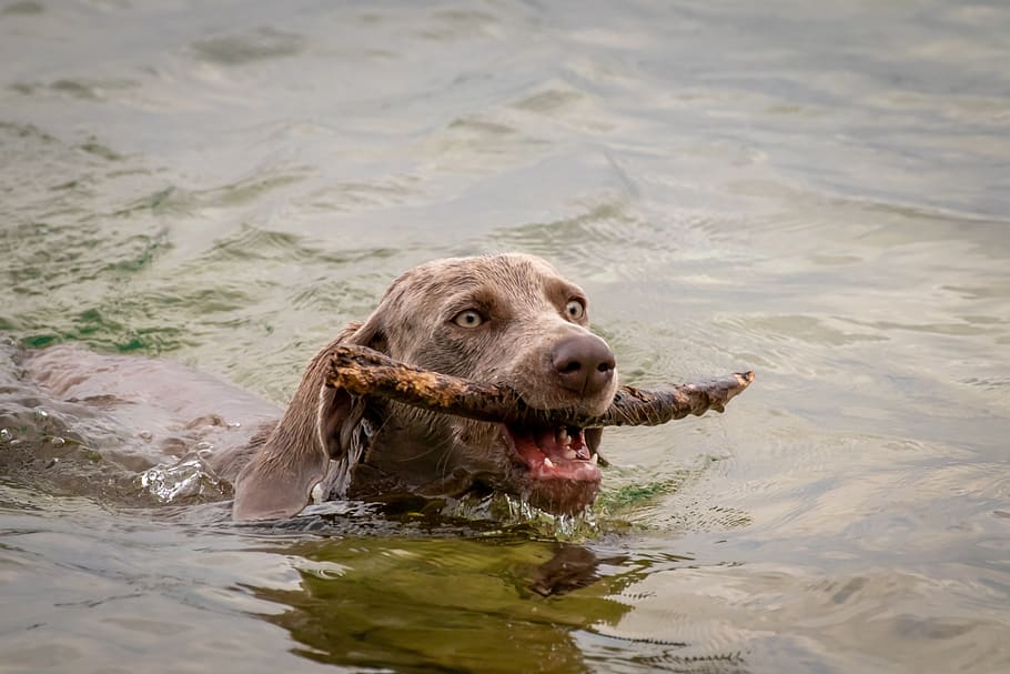 perro, agua, nadar, recuperar, jugar, piso, lago, mojado, diversión, alegría