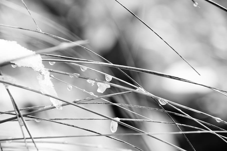 snow, ice, cold, frost, drip, water, grass, blade of grass, focus on foreground, close-up