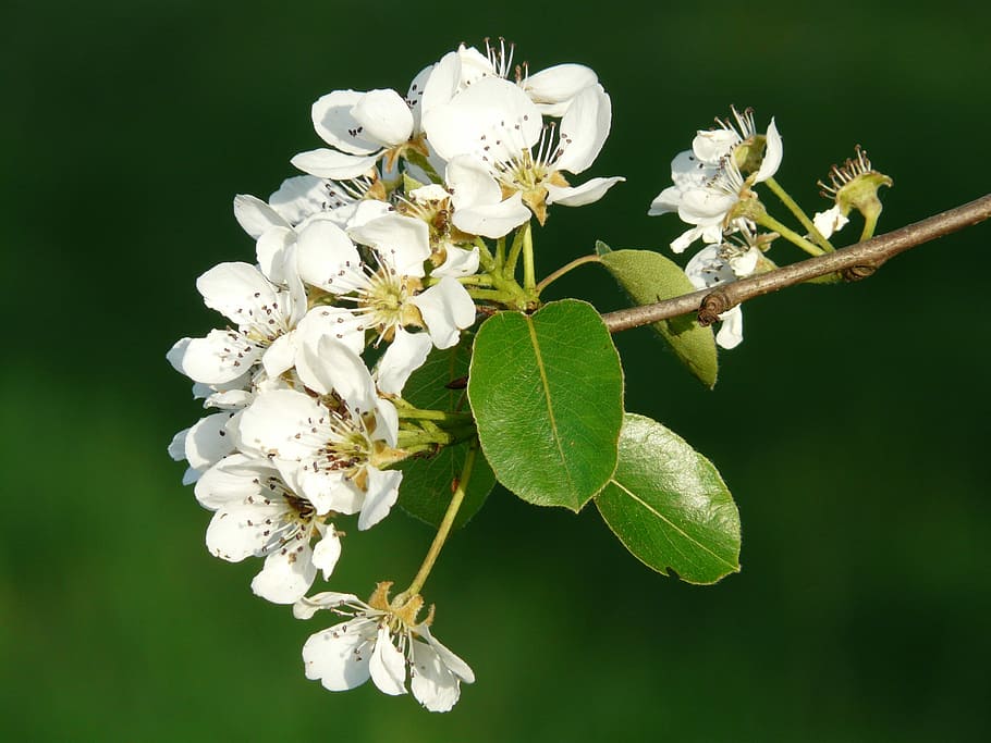 Flowers, White, Pear, Blossom, white, pear, pear blossom, bloom, orchard, tree, close