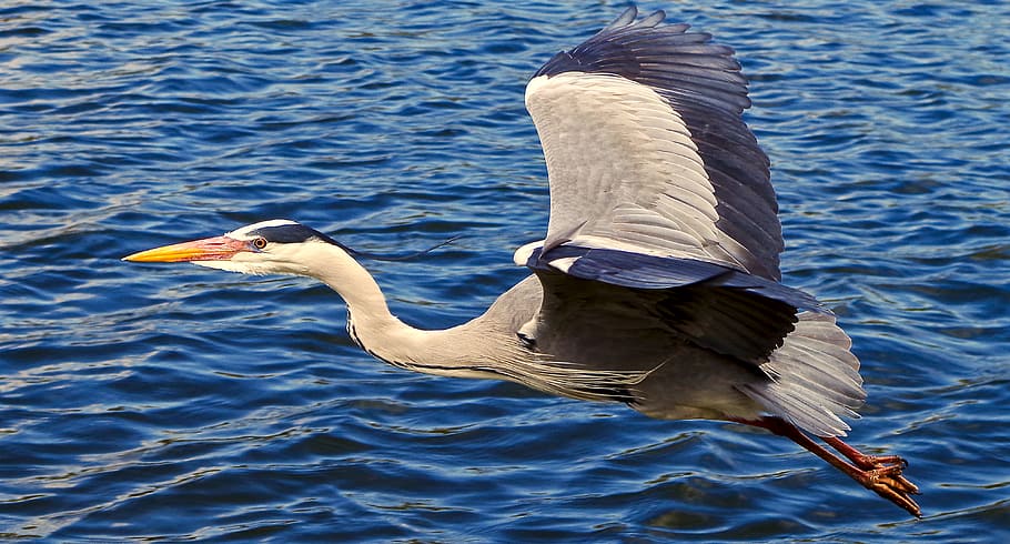 garça-real, pelicano branco, temas animais, água, pássaro, animais em estado selvagem, animais selvagens, vertebrado, animal, um animal