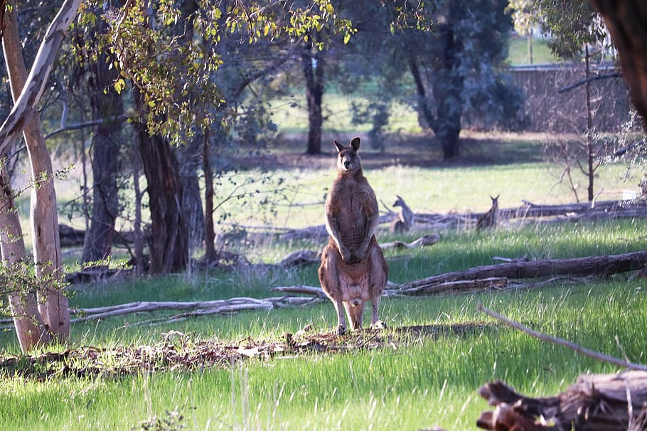 kangaroos, wild, animals, australia, forest, gum trees, nature, plant, animal, mammal