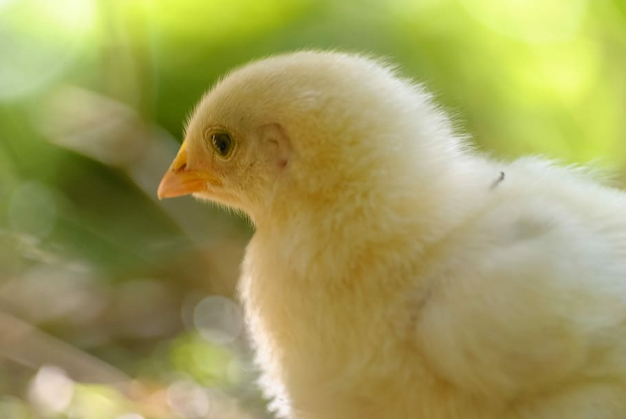 pollito, amarillo, animal, aves de corral, naturaleza, pájaro, gallina,  bebé, animales, color | Pxfuel