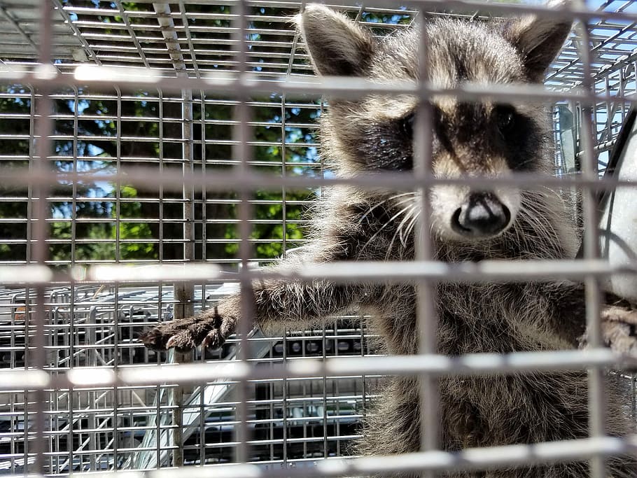 Raccoon, Animal, Wildlife, cage, mammal, pets, fence, animals And Pets, domestic Animals, one animal