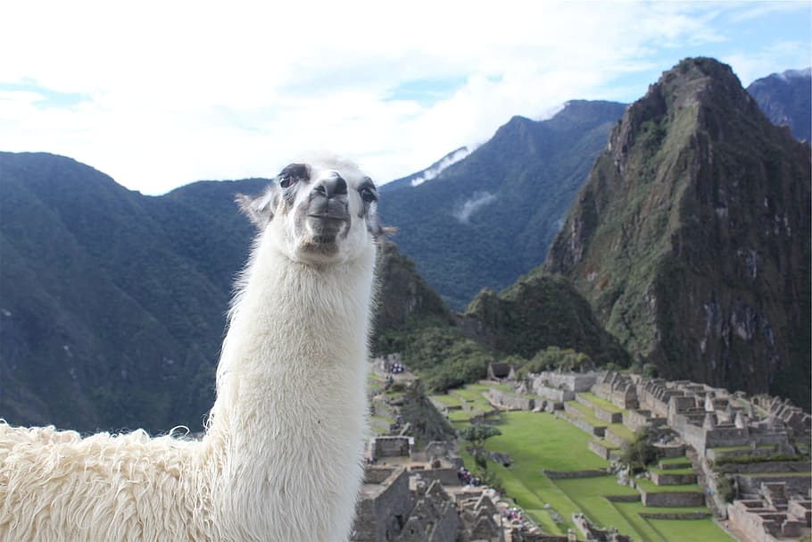 white, animal, mountain background, llama, machu picchu, peru, landscape, mountains, green, grass