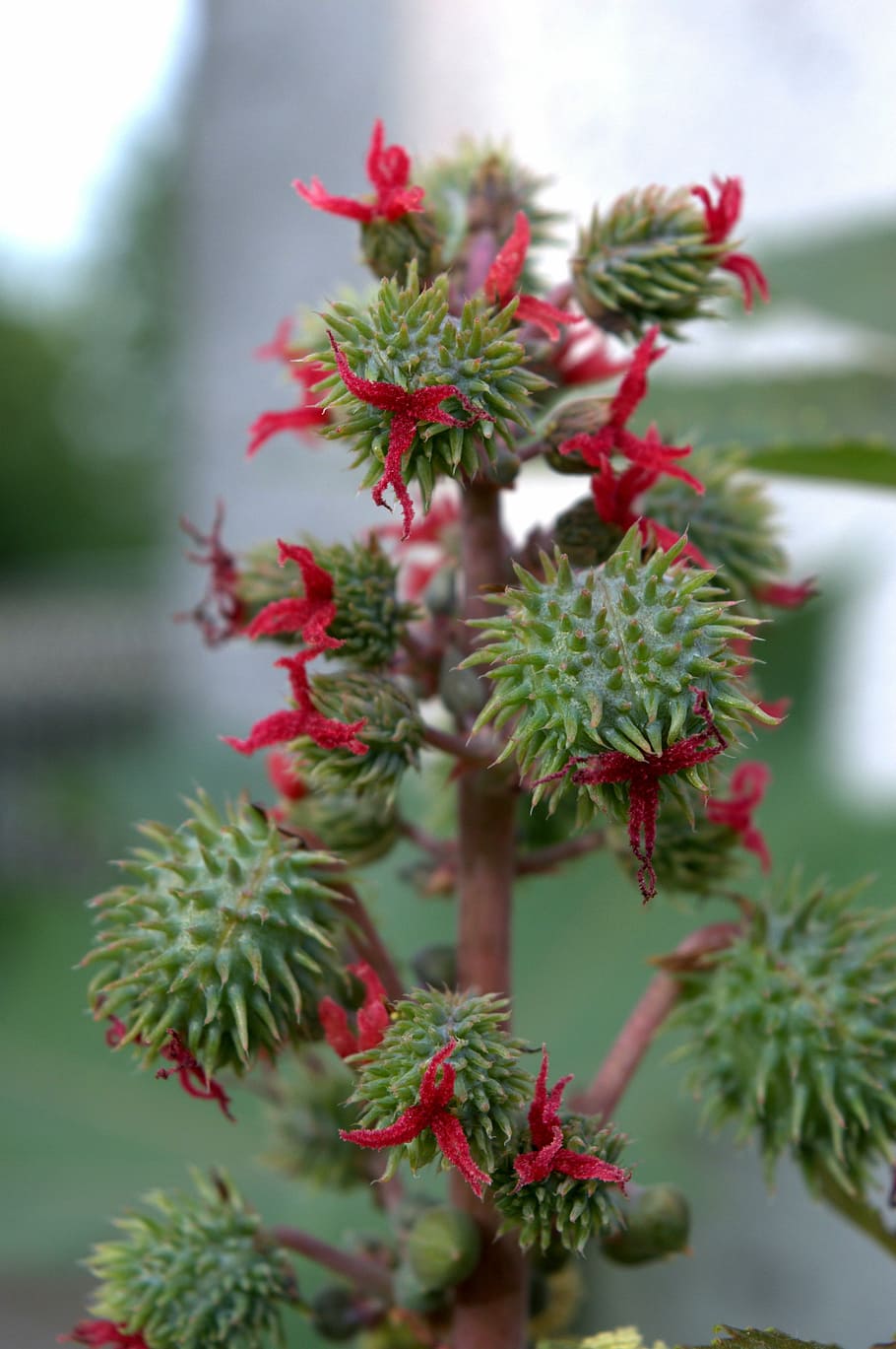 ricinus communis, plant, ricin, castor, fruit, growth, red, close-up, green color, beauty in nature