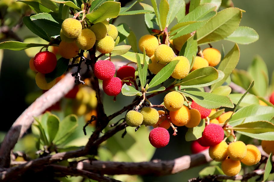 lychees, fruit, exotic fruits, shrub, exotic plants, red, yellow, edible, garden, gardening