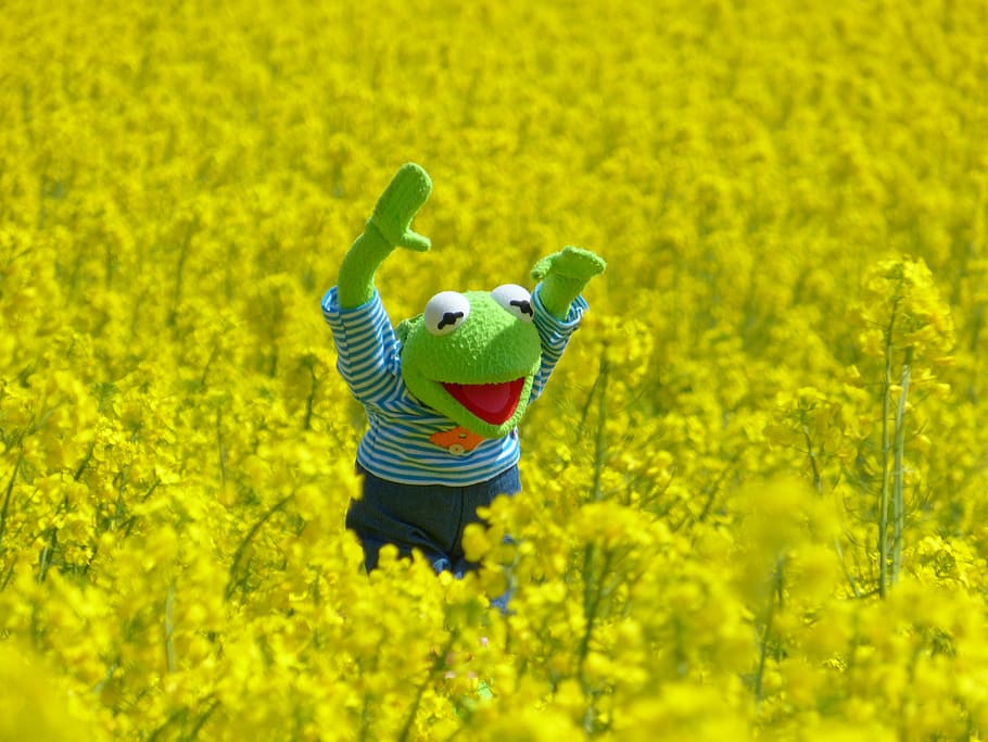 kermit, frog, plush, toy, greenfield, field of rapeseeds, yellow, blossom, bloom, plant
