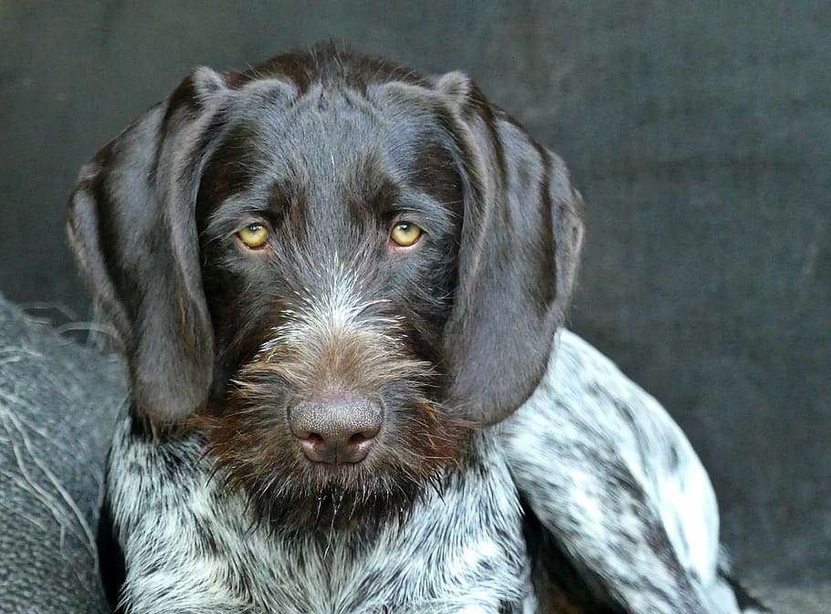 closeup, adult german wirehaired pointer, dog, animal, pet, hundeportrait, puppy, german wirehaired, cute, bart