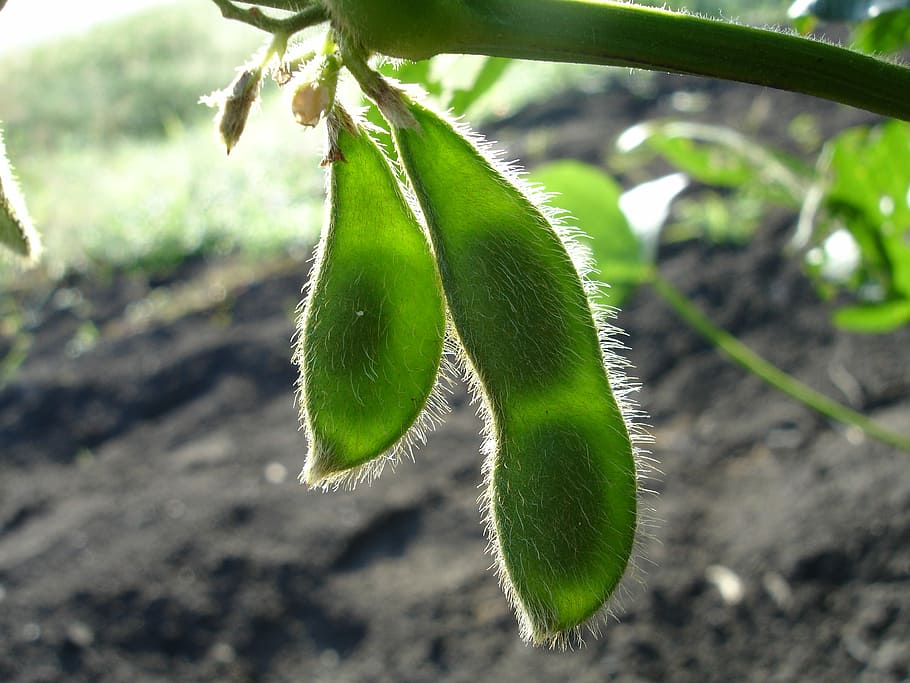 fotografía de primer plano, verde, planta de frijol de guisante, durante el día, soja, naturaleza, glicina máxima, plantas, agricultura, alimentos