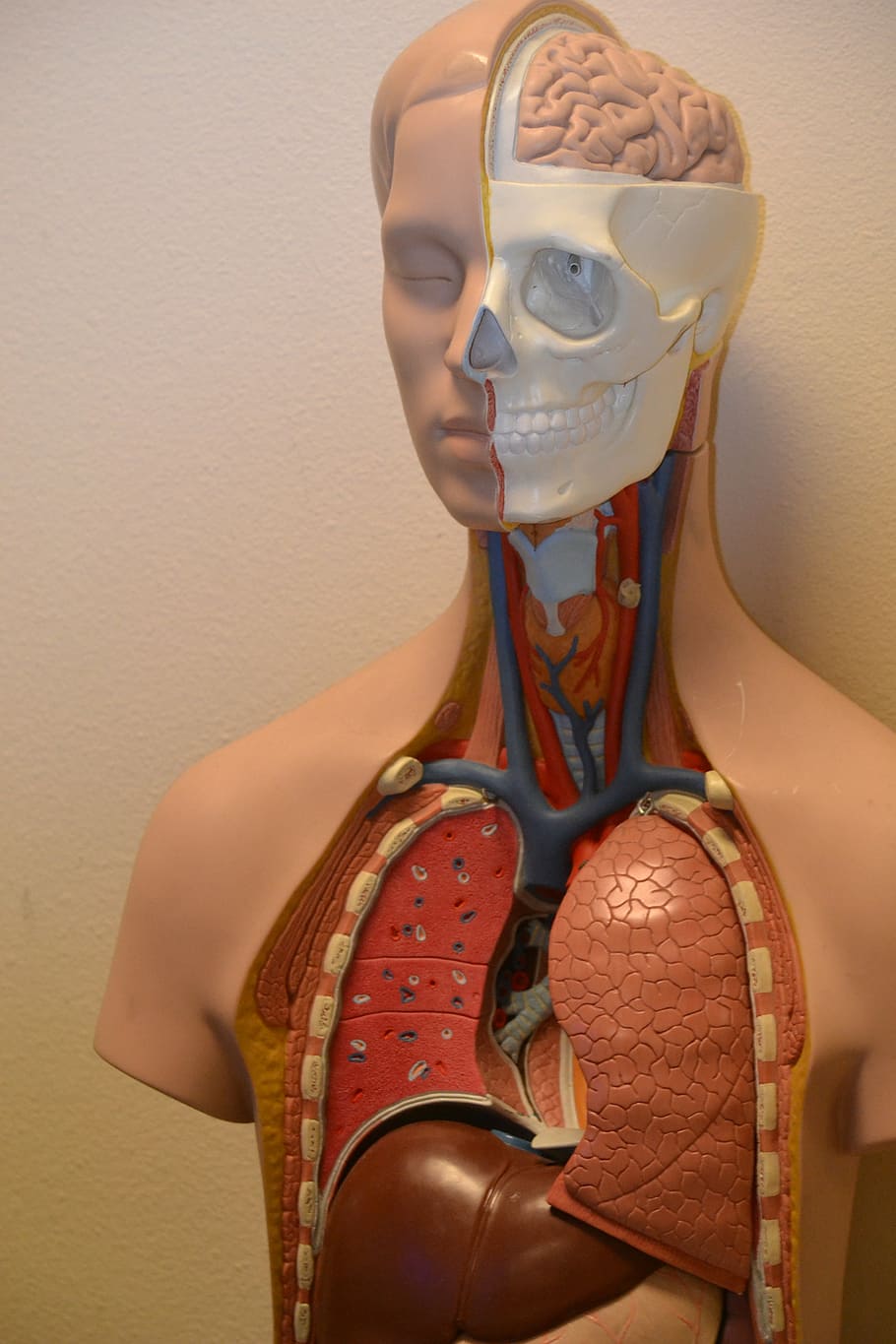 humano, respiratório, manequim do sistema, médico, anatomia, ciência, anatômica, corpo, biologia, pulmões