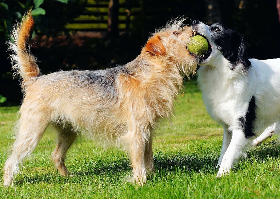 dua, anjing, mencoba, menangkap, bola, bermain, taman, hebat, mengukur kekuatan, kurang ajar